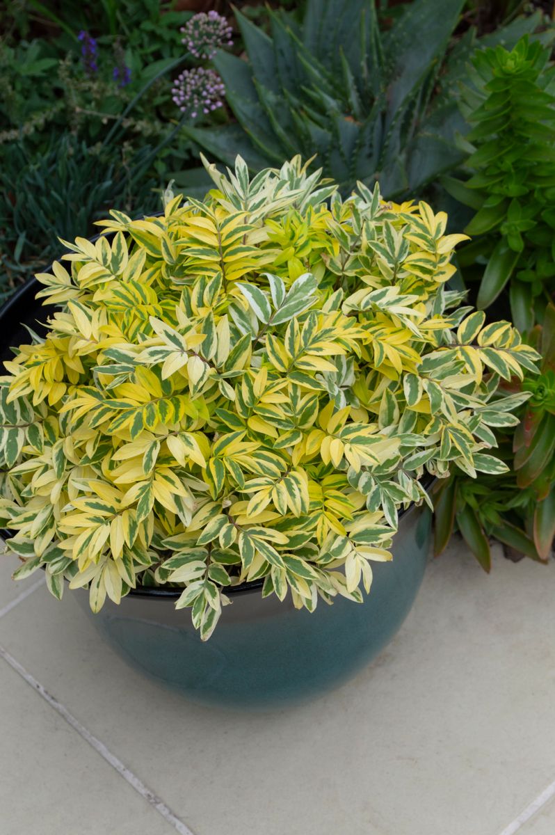 Plant Growers Australia Polemonium Golden Feathers