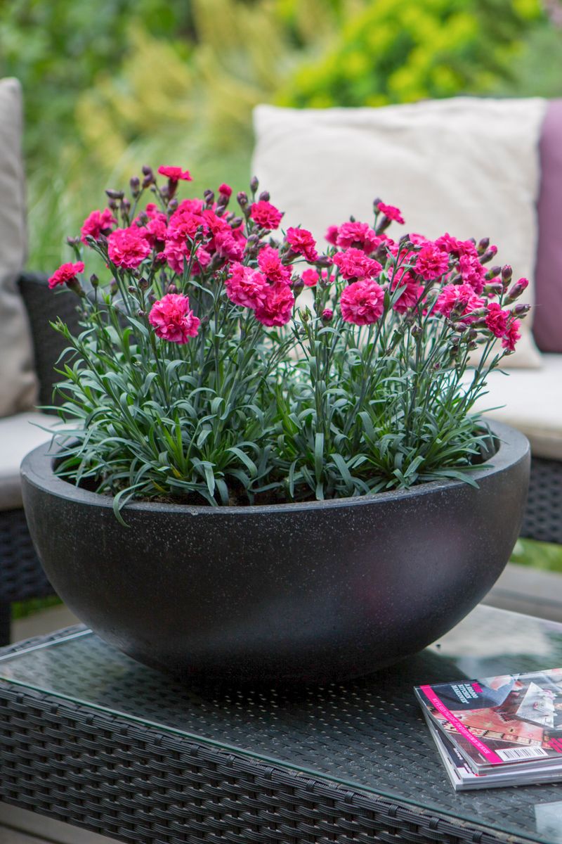 Plant Growers Australia Dianthus Sugar Plum Raspberry