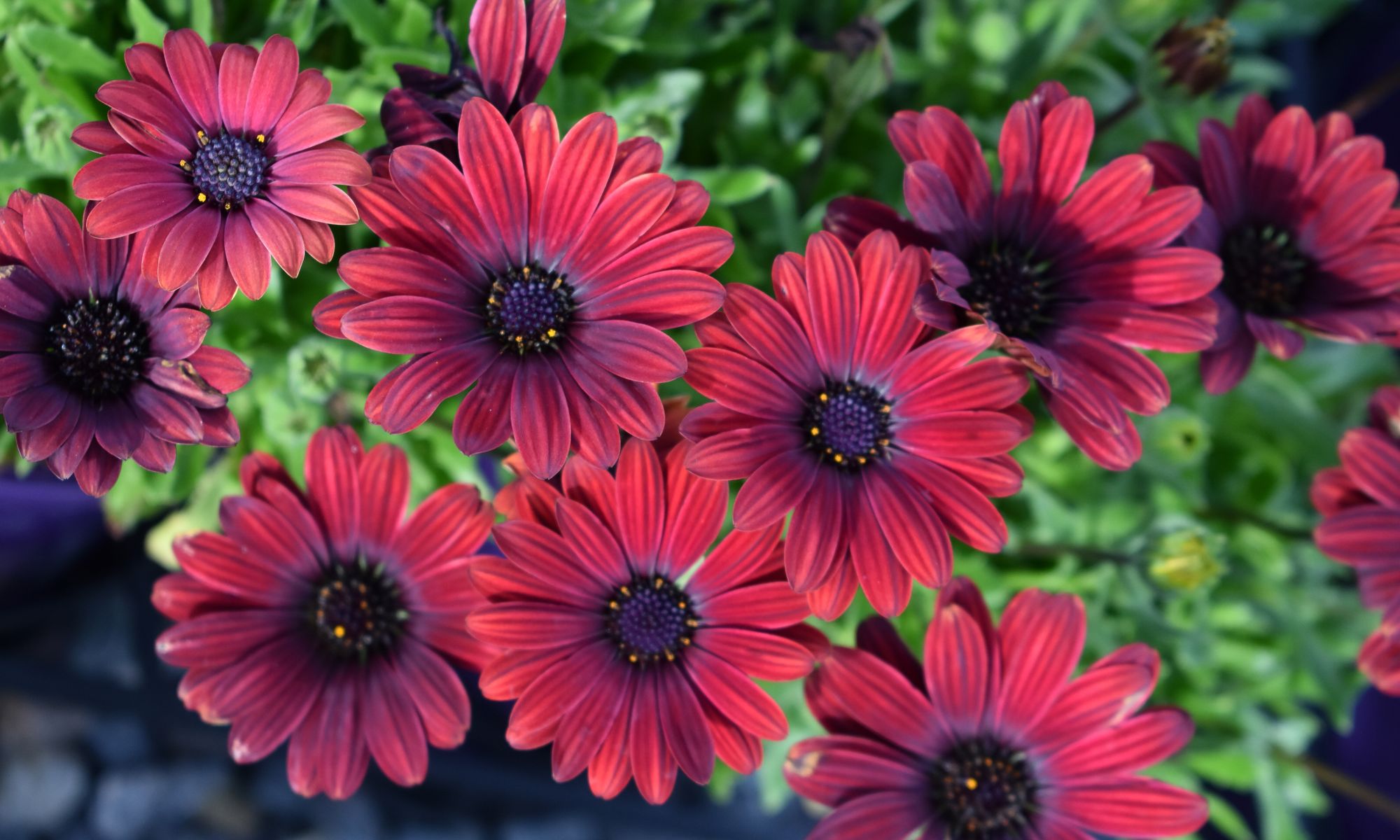 Plant Growers Australia - Osteospermum Burgundy Daisy Chain