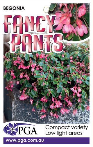 Plant Growers Australia - Begonia Fancy Pants