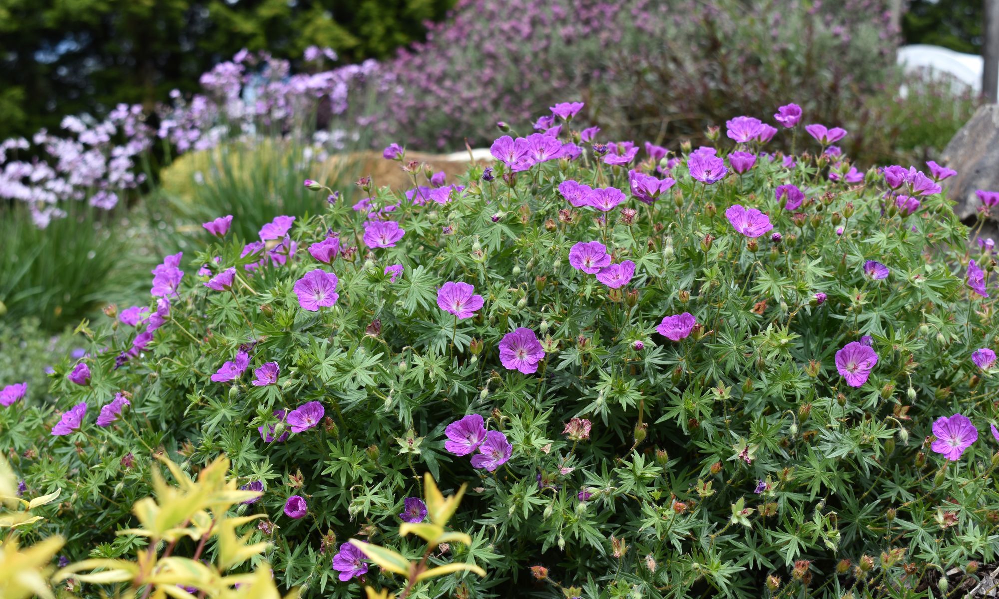 Plant Growers Australia - Geranium Party Lights Purple