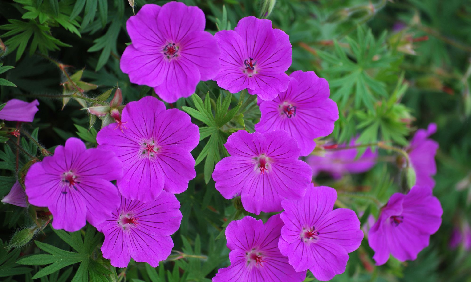 Plant Growers Australia Geranium Party Lights Purple