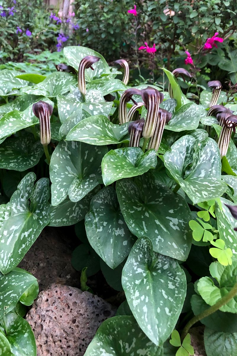 Plant Growers Australia Arisarum Black Hood