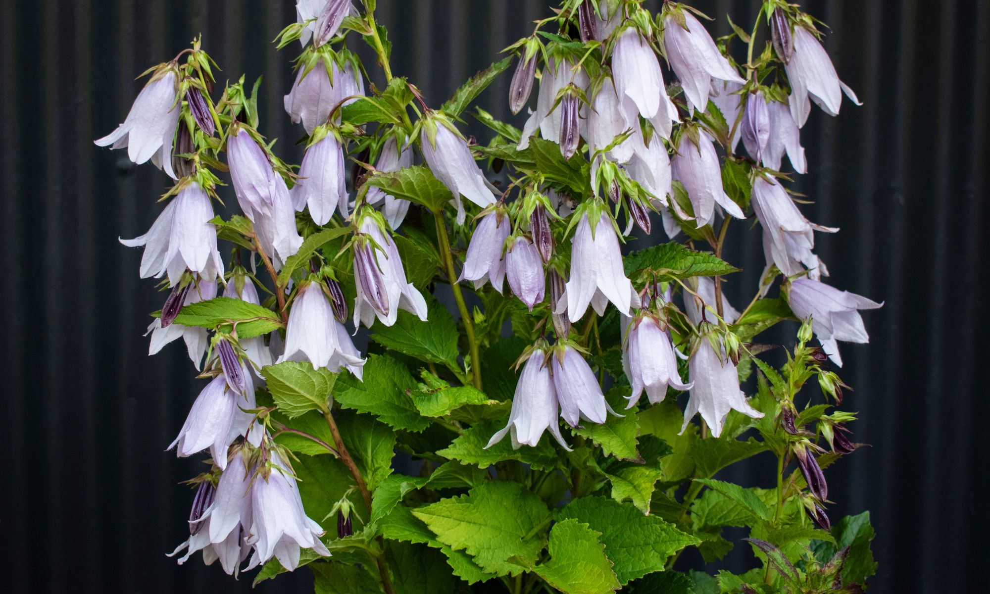 Plant Growers Australia Campanula Iridescent Bells