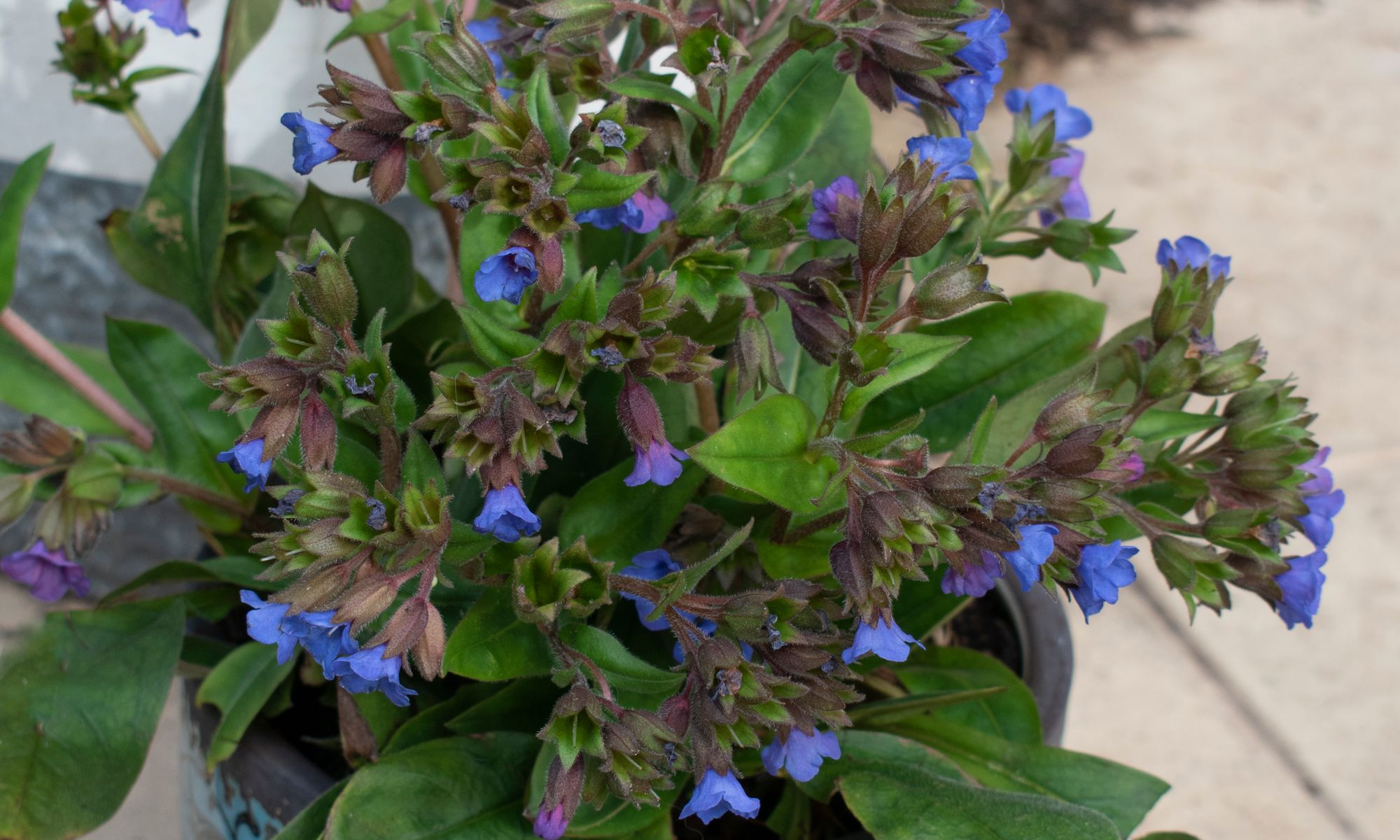 plant-growers-australia-pulmonaria-blue-ensign