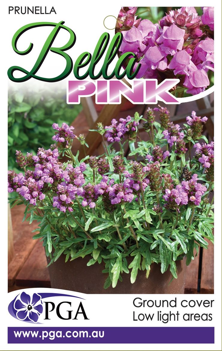 Plant Growers Australia - Prunella Bella Pink