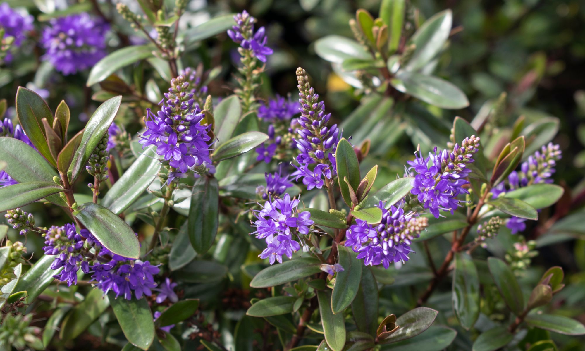 Plant Growers Australia - Hebe Dusky Purple