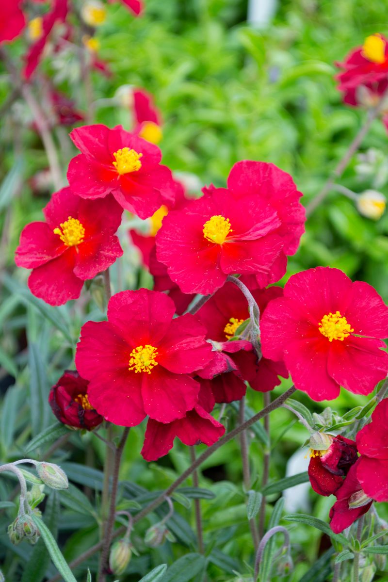 plant-growers-australia-helianthemum-beech-park-red