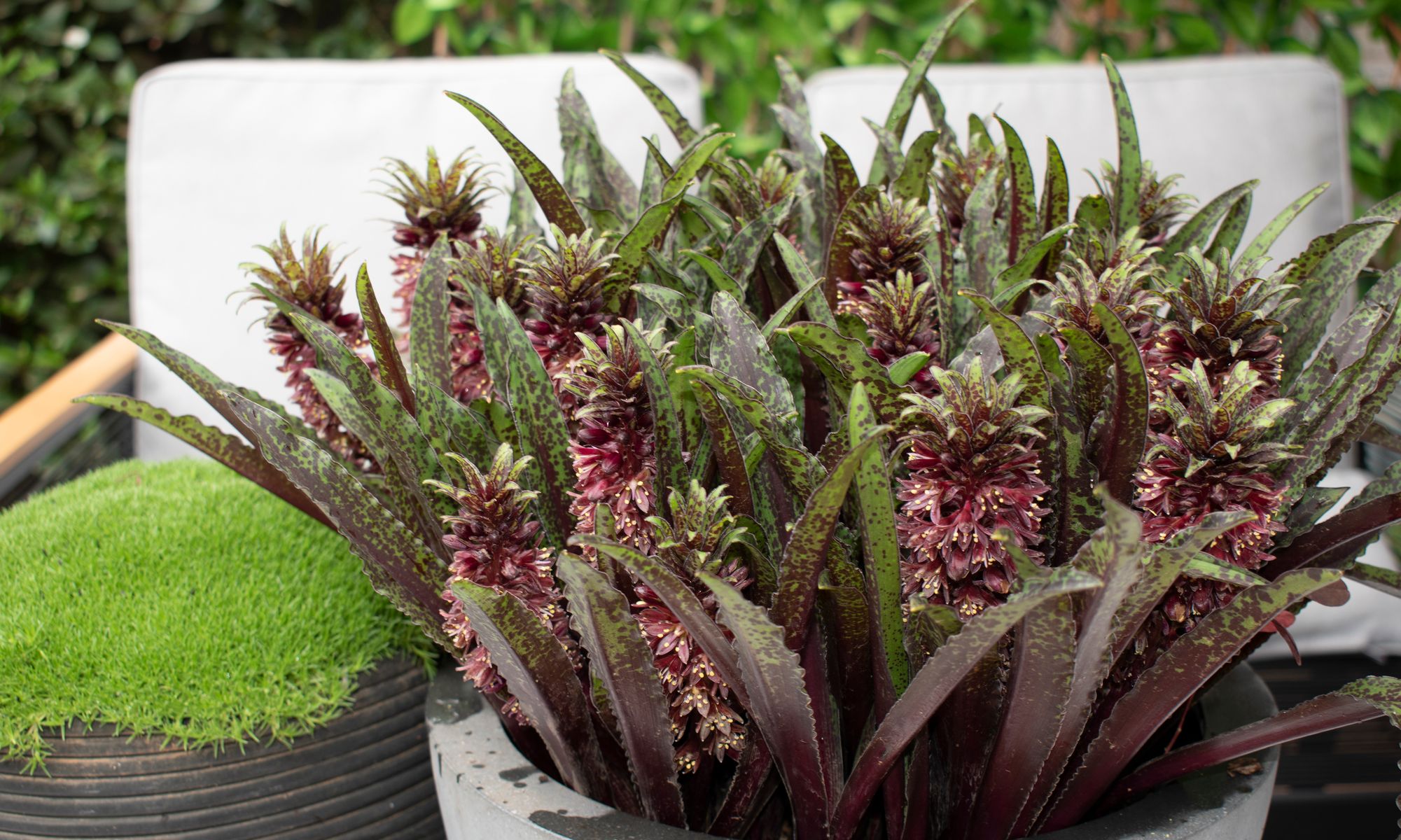 Plant Growers Australia - Eucomis Dark Star