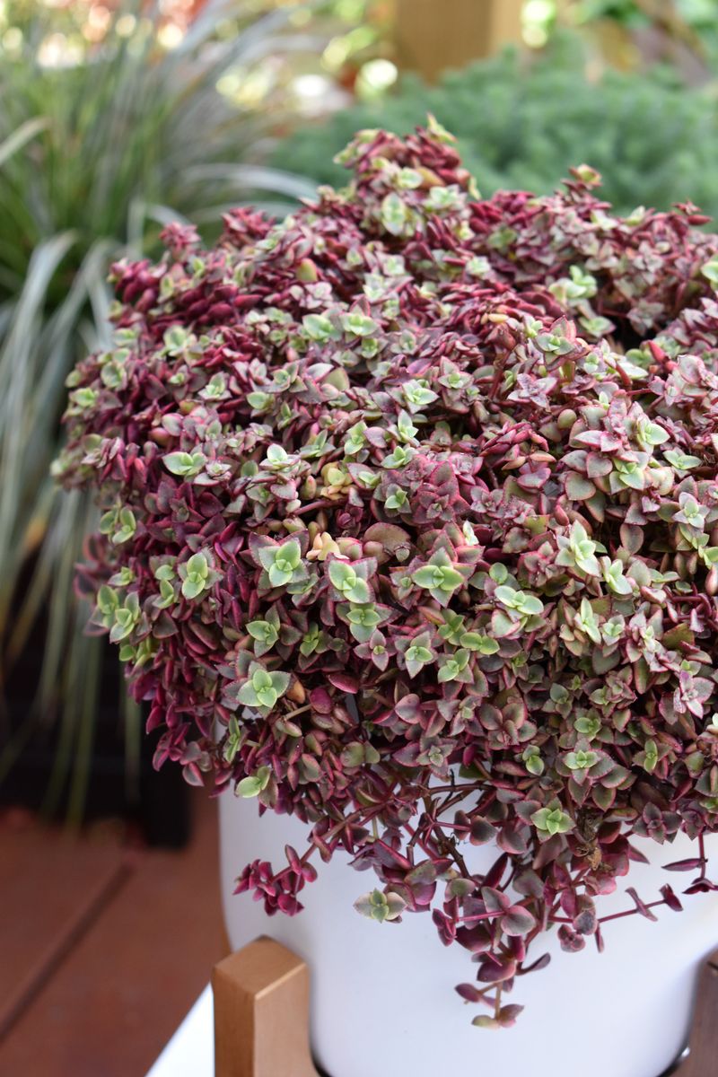 Plant Growers Australia - Crassula Calico Kitten