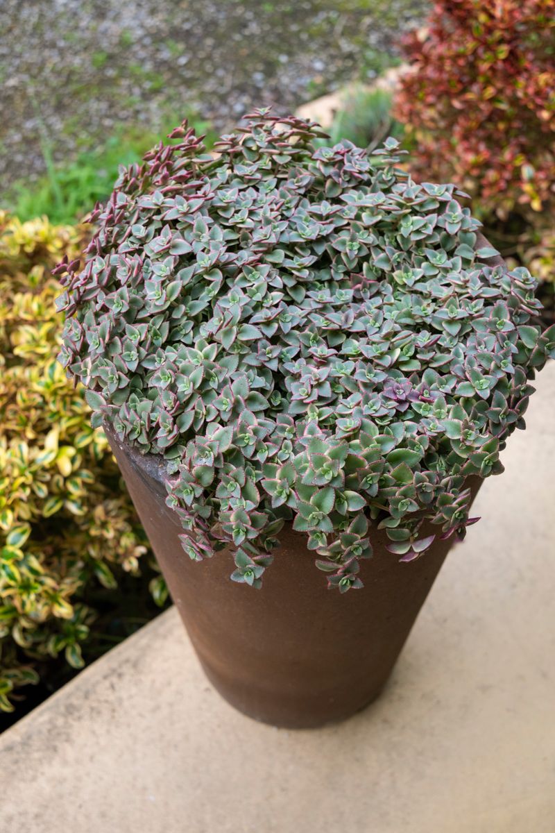 Plant Growers Australia - Crassula Calico Kitten