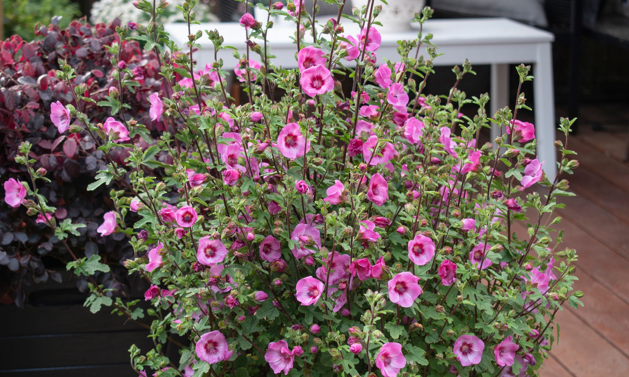 Black caviar rose plant