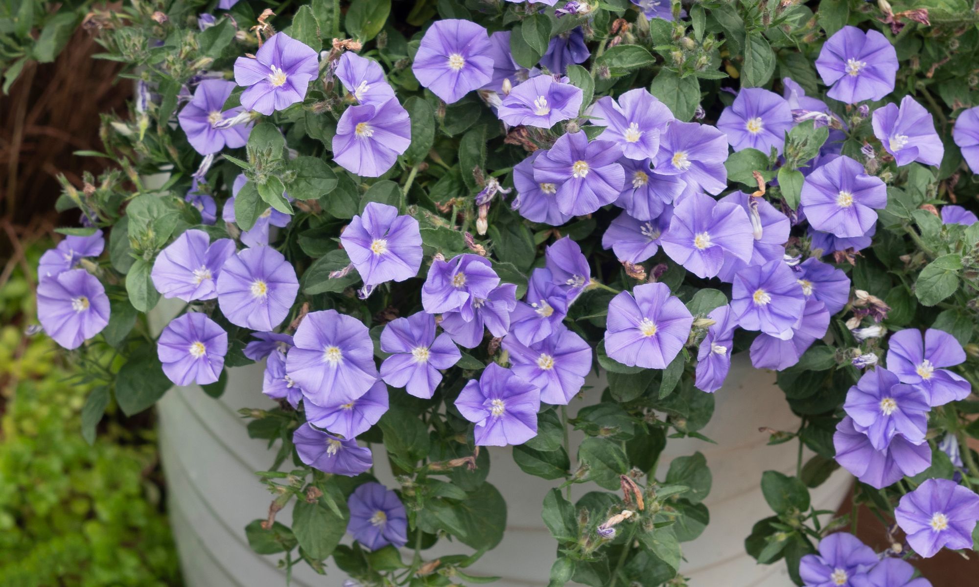 Plant Growers Australia Convolvulus Ruffled Moon