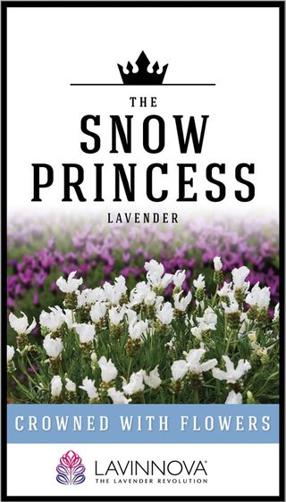 Plant Growers Australia - LAVINNOVA® The Snow Princess