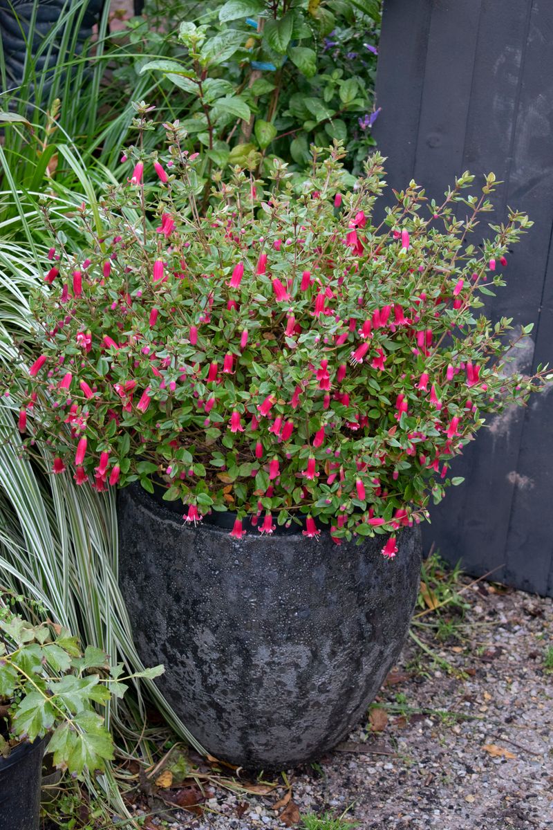 Plant Growers Australia - Correa Dark Pink Perfect Pollinator