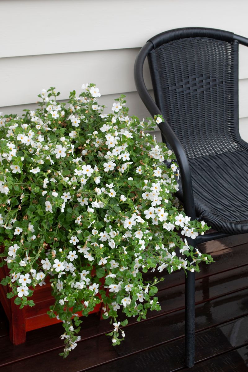 Plant Growers Australia - Sutera White Flowerburst®