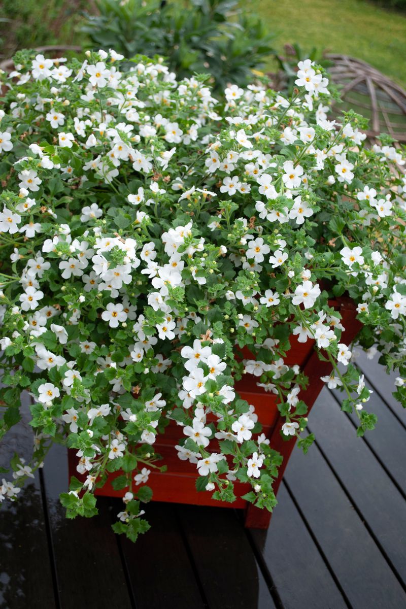 Plant Growers Australia - Sutera White Flowerburst®