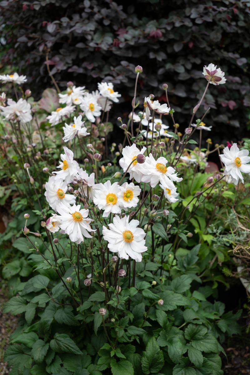plant-growers-australia-anemone-snow-angel