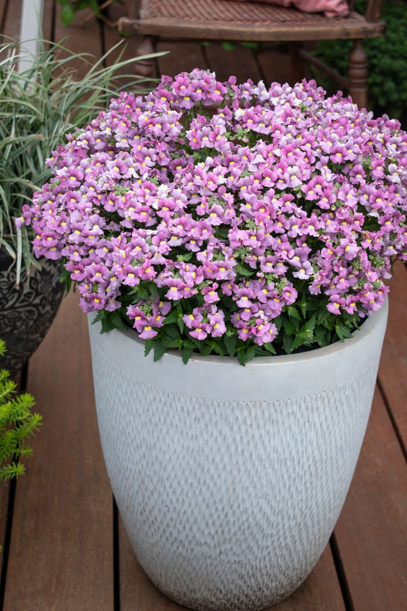 Plant Growers Australia Nemesia Confetti Improved