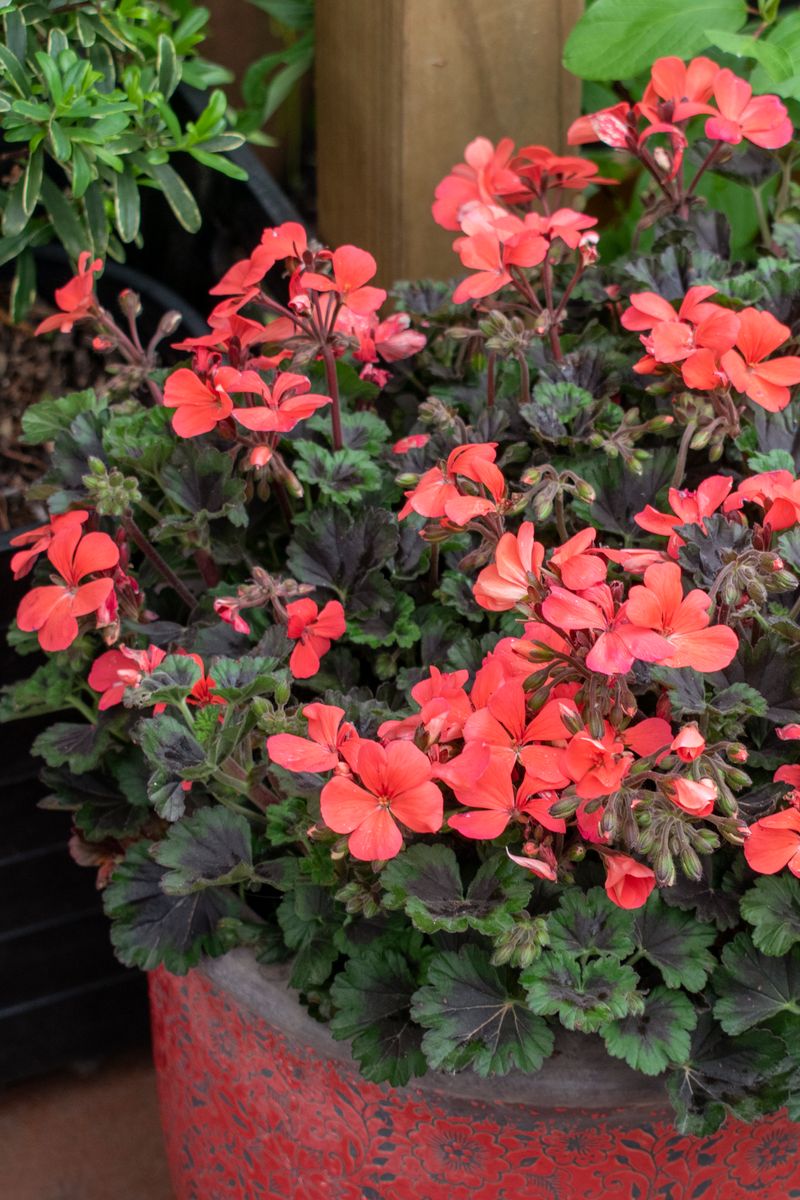 Plant Growers Australia - Pelargonium Red Shadows™