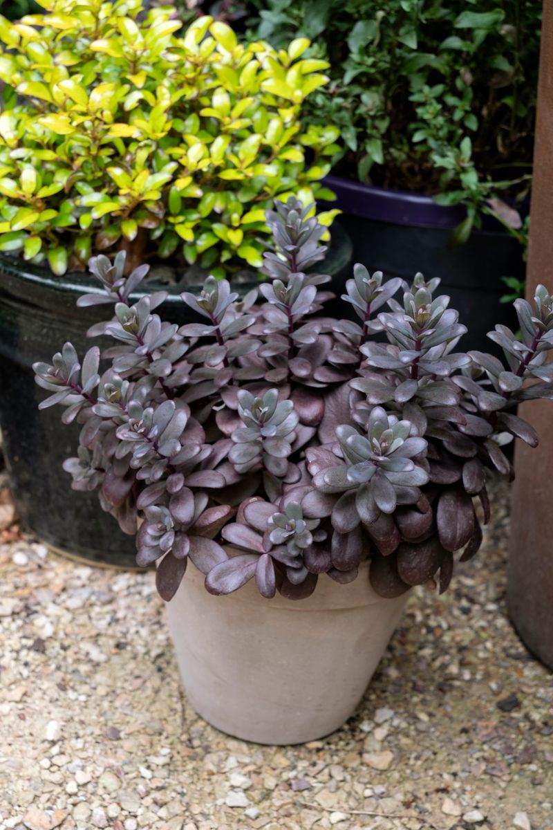 Plant Growers Australia - Sedum Desert Black