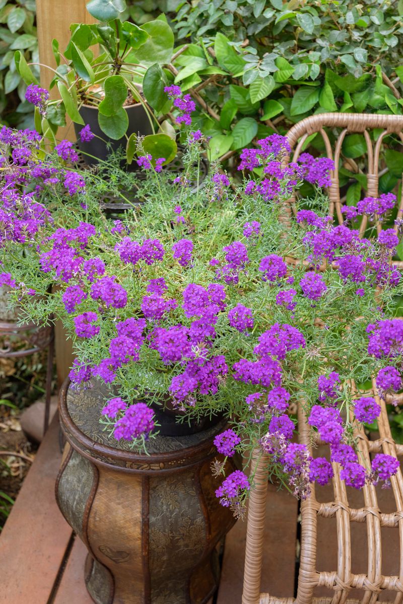 Plant growers australia verbena purple flowerburst