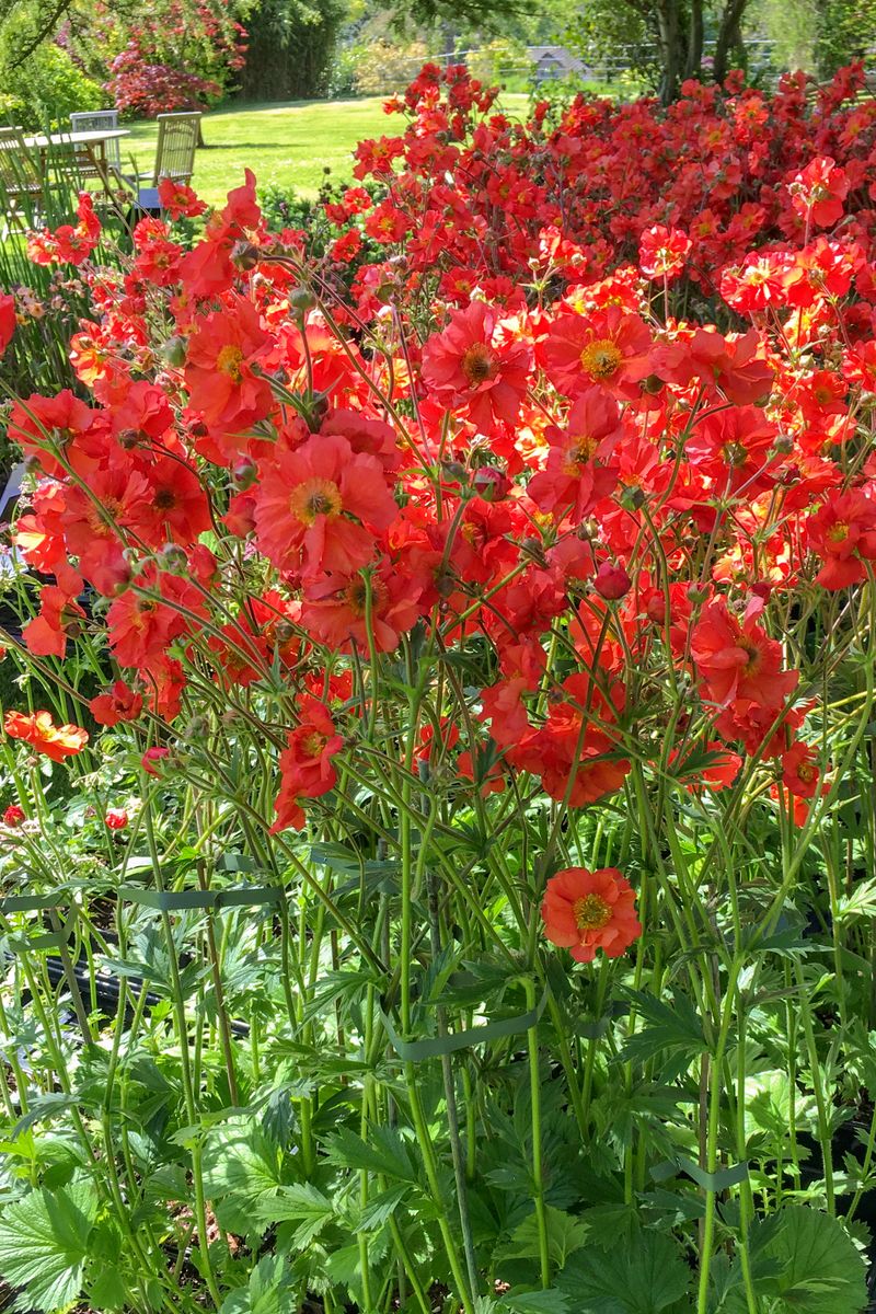 Plant Growers Australia Geum Jazzy Scarlet Tempest