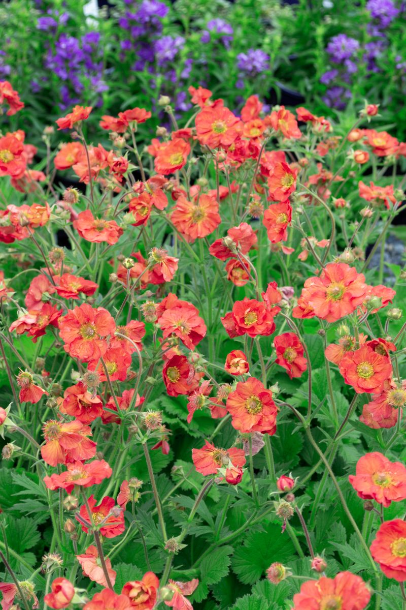 Plant Growers Australia - Geum JAZZY Coral Tempest