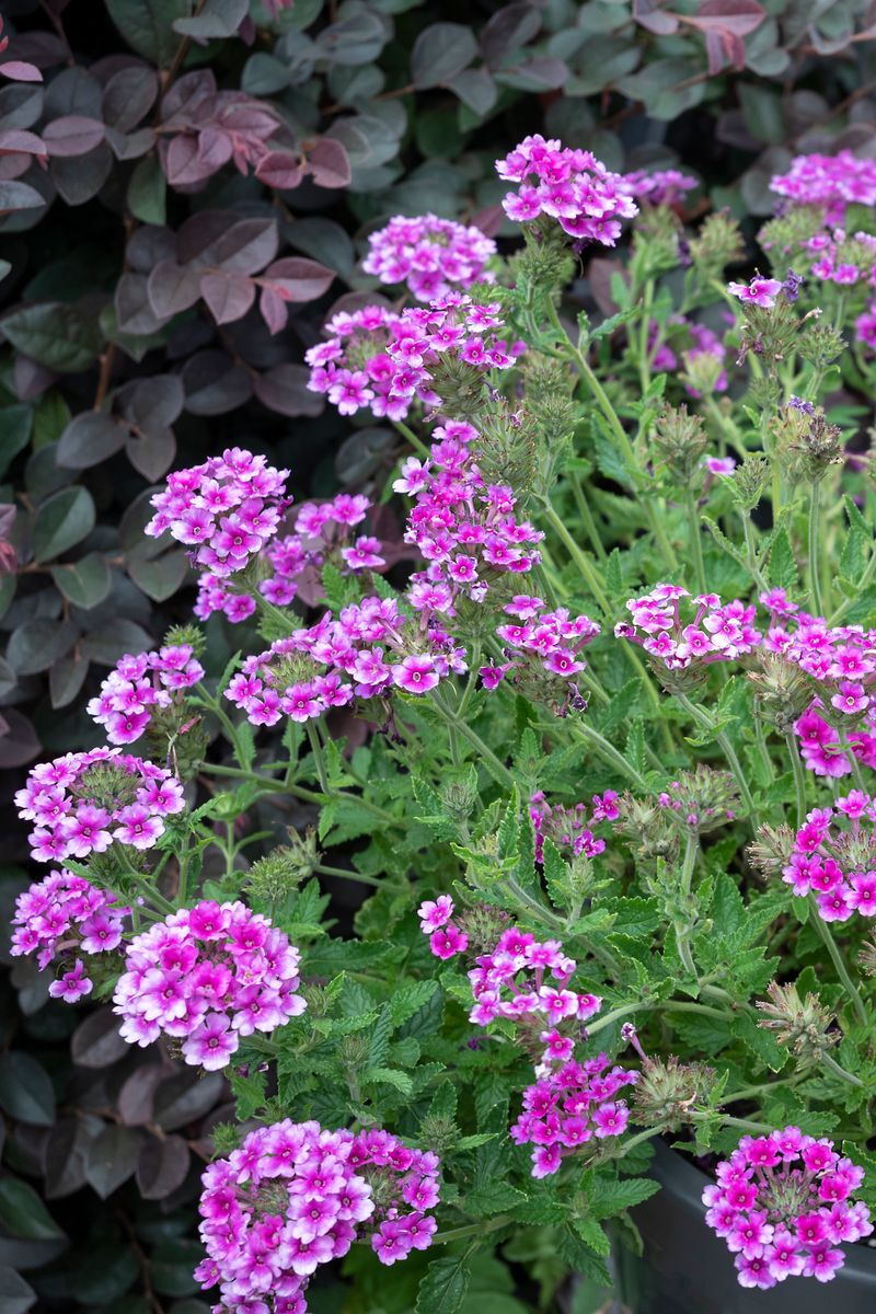 Plant growers australia verbena satin pink flowerburst 
