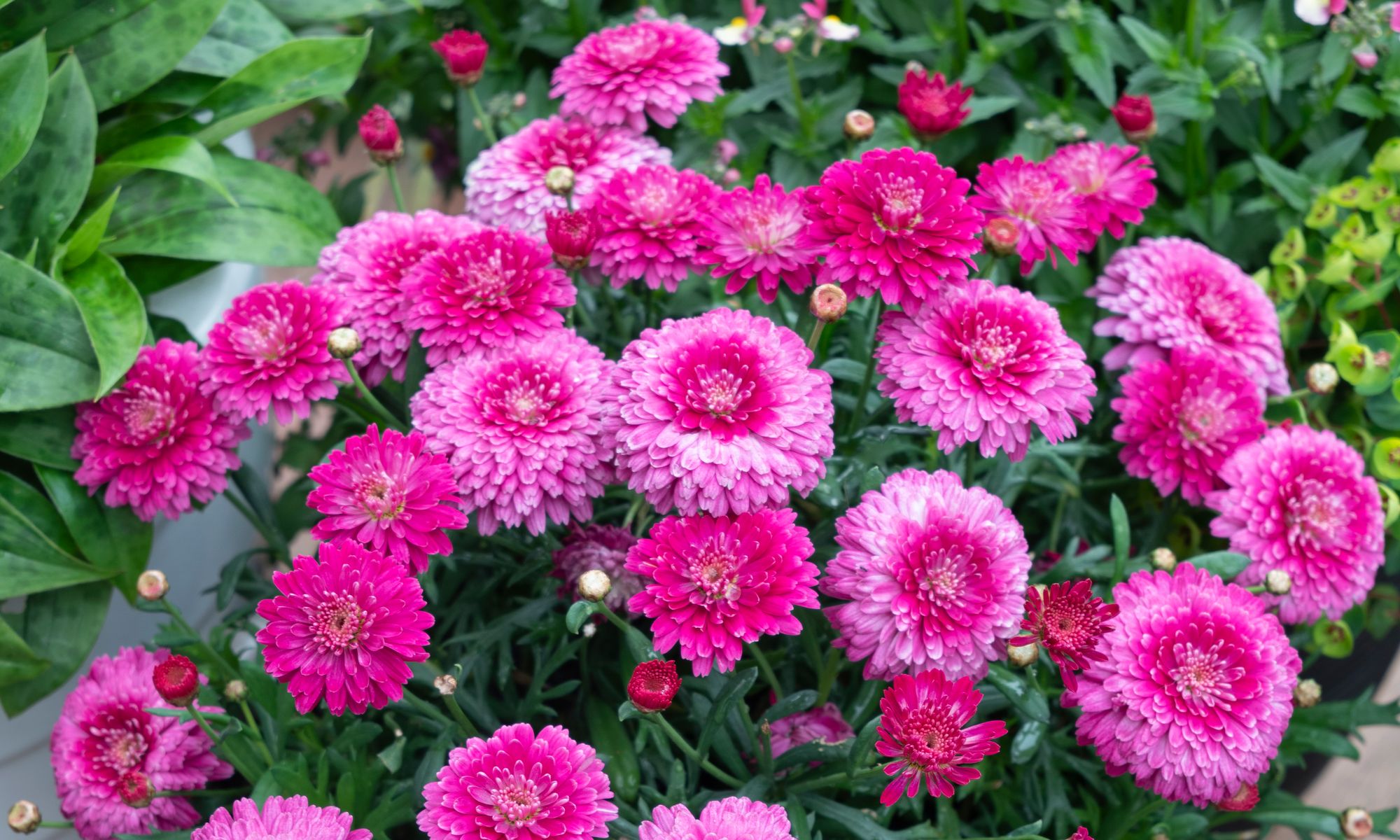 Plant Growers Australia - Argyranthemum Dark Pink Daisy Chain