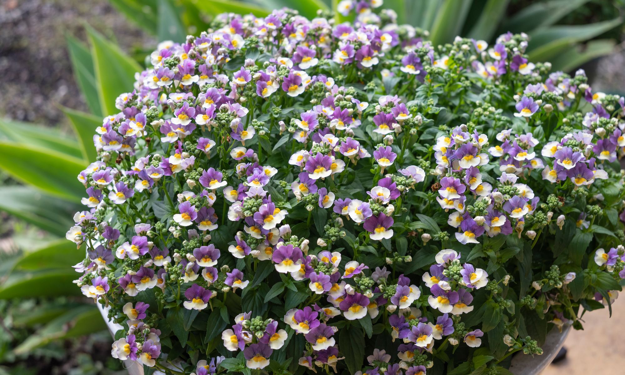 Plant Growers Australia Nemesia Olivia Flowerburst®