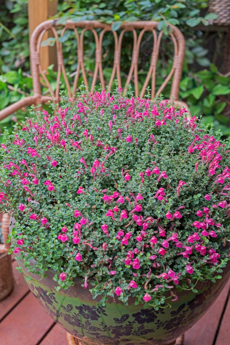 Plant Growers Australia - Scutellaria Red Scooter