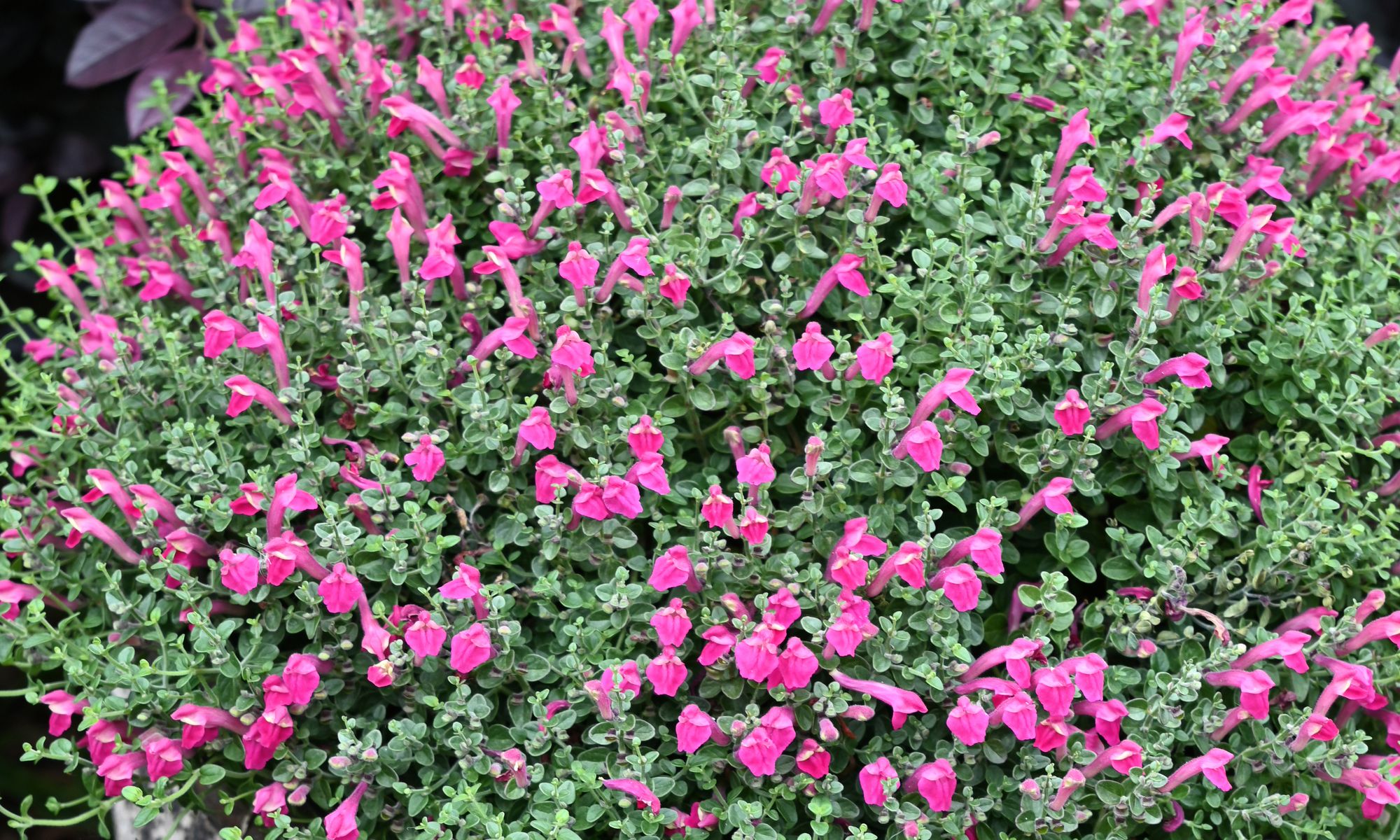 Plant Growers Australia - Scutellaria Red Scooter