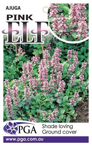 Plant Growers Australia - Ajuga Pink Elf