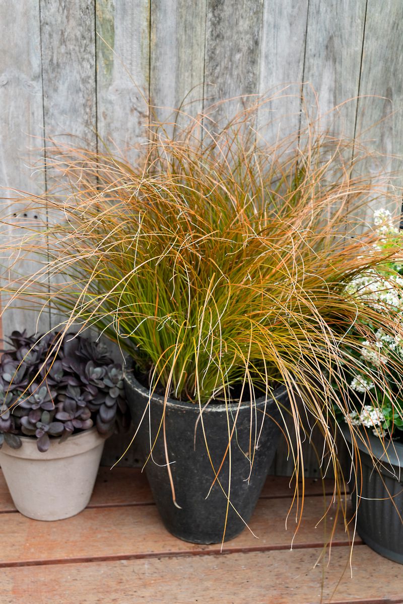 Plant Growers Australia - Carex Rusty Fountain