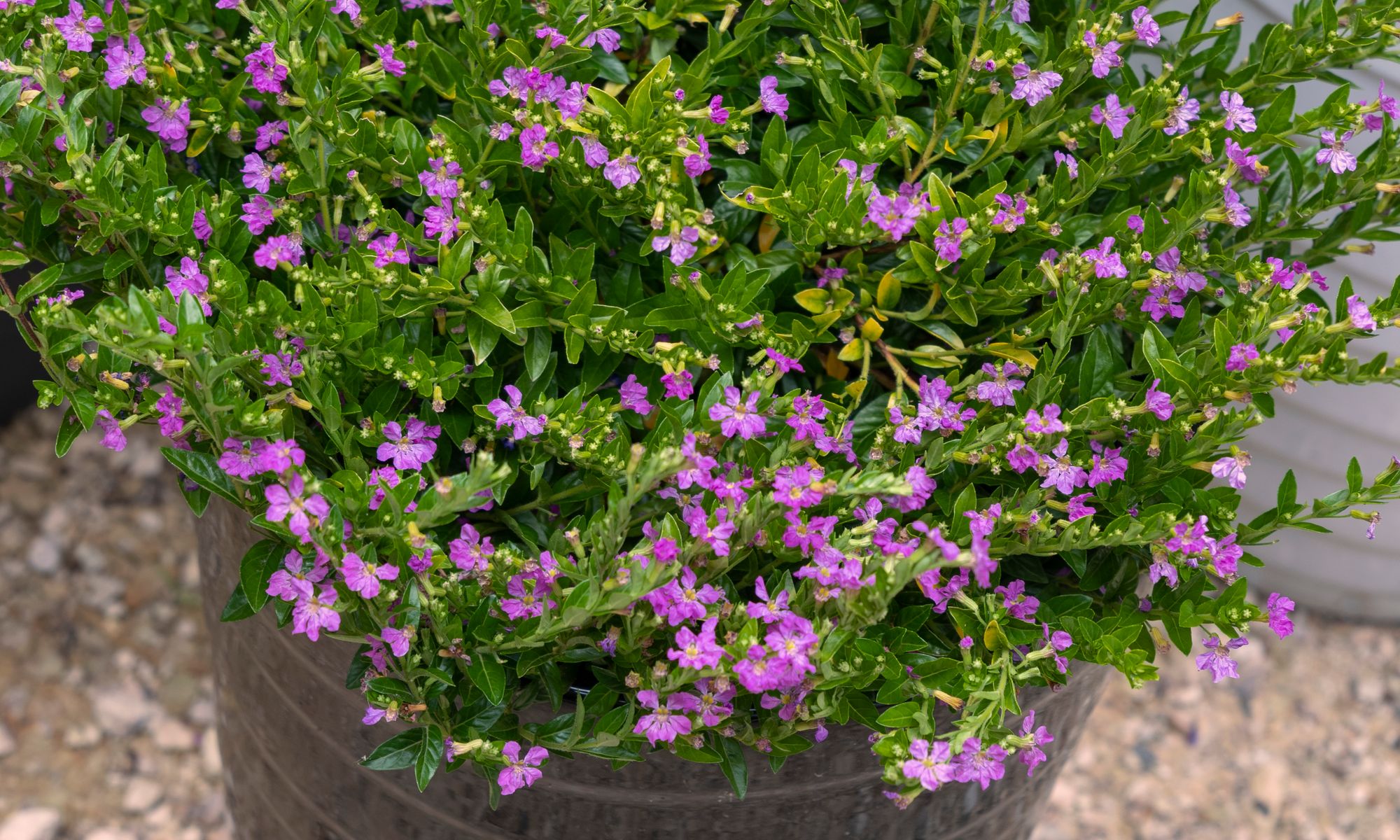 Plant Growers Australia - Cuphea Mexican Mauve