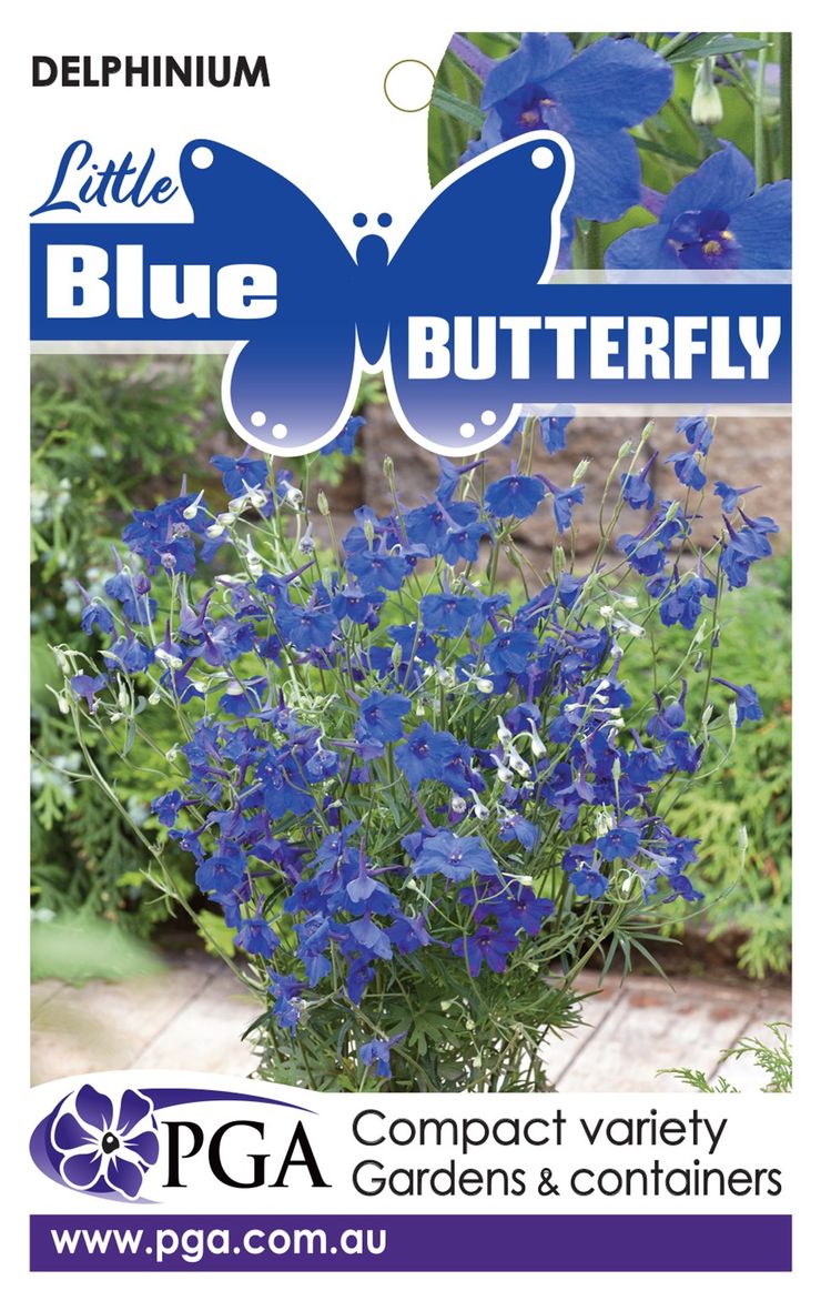 delphinium grandiflorum blue butterfly
