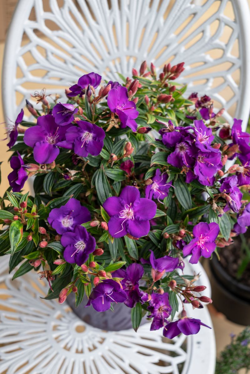 Plant Growers Australia Tibouchina Hypnotic Baby