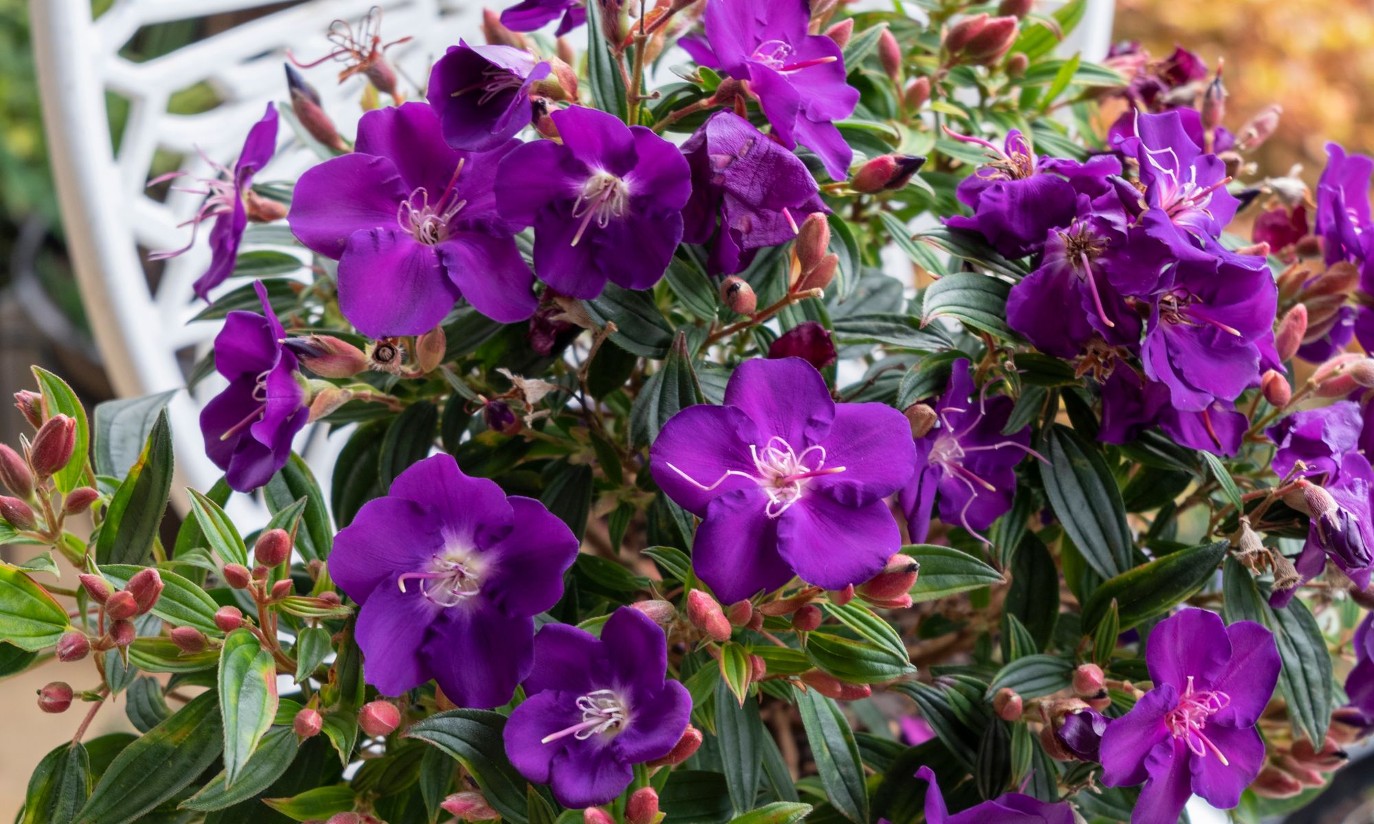Plant Growers Australia Tibouchina Hypnotic Baby