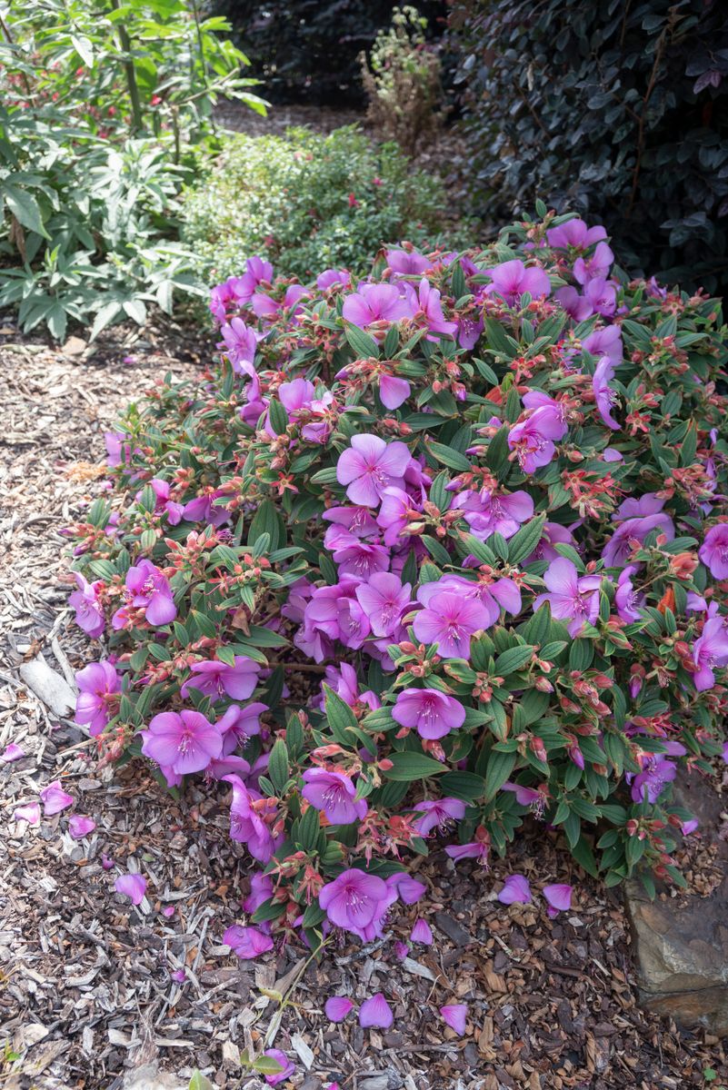 Plant growers australia tibouchina mojo baby