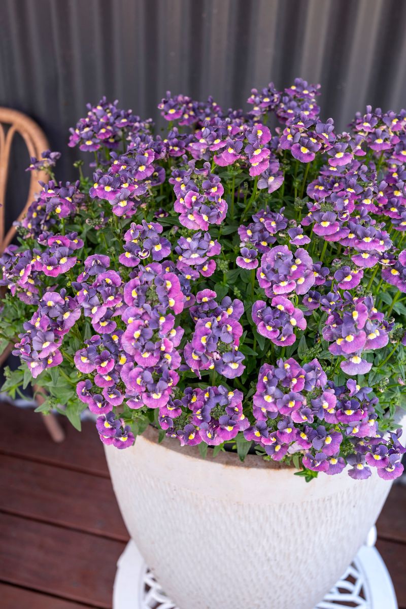 Plant Growers Australia - Nemesia Evening Dusk Flowerburst®