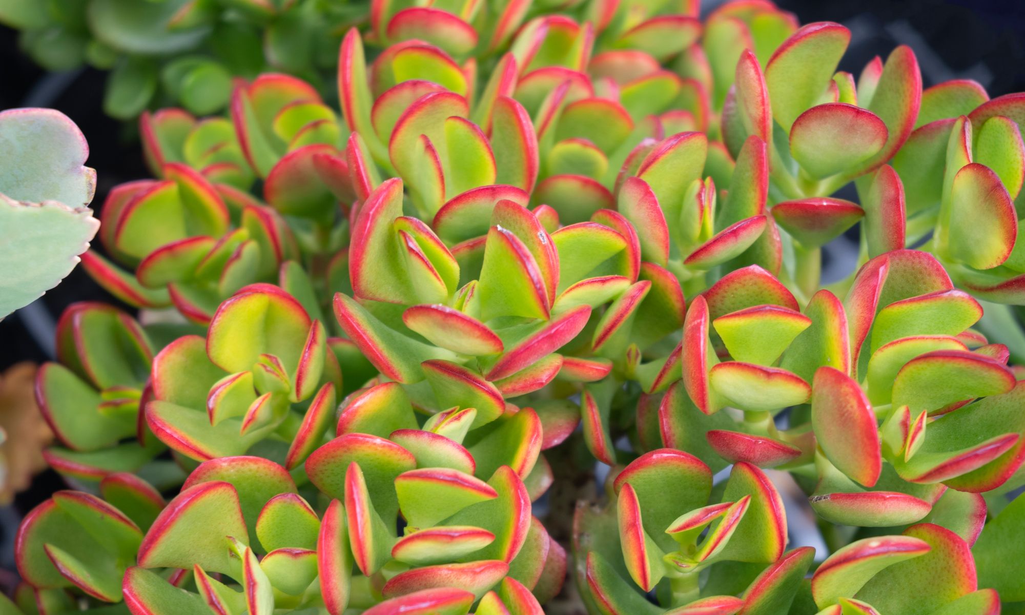 Plant Growers Australia - Crassula Winter Fire