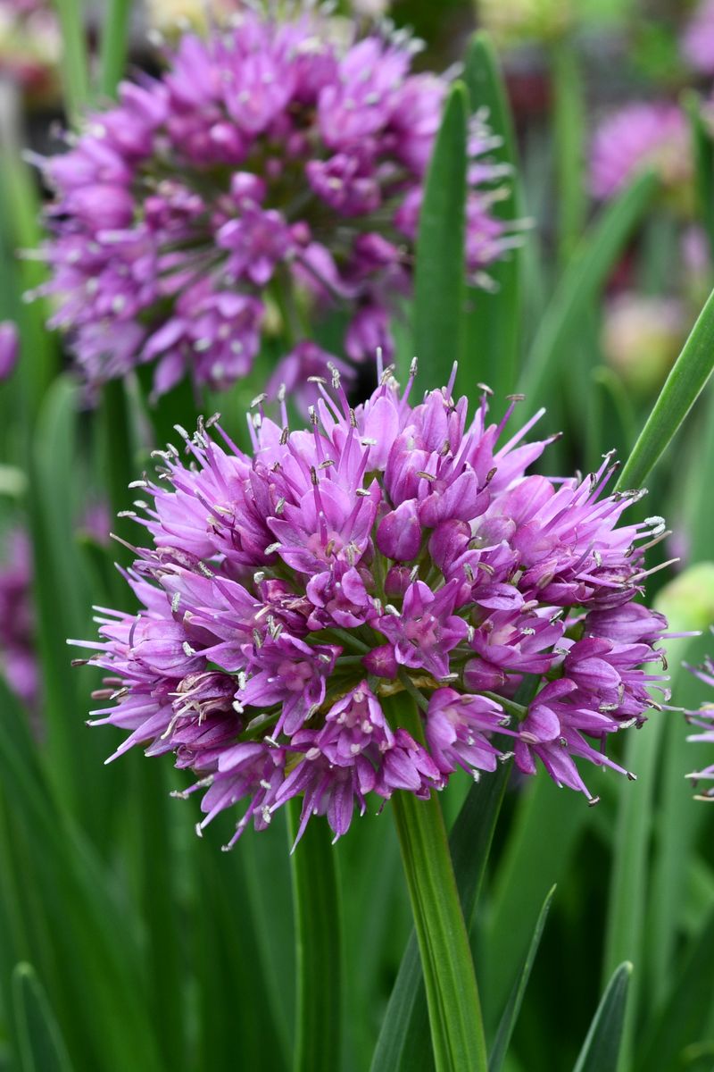 Plant Growers Australia - Allium Luna