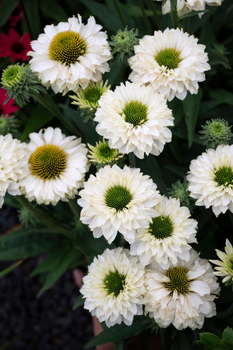 Plant Growers Australia Echinacea White Perfection Sunseekers