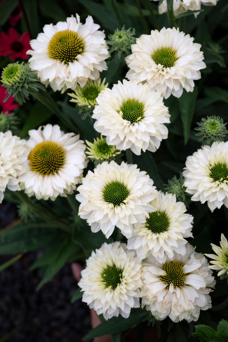 Plant Growers Australia - Echinacea White Perfection Sunseekers