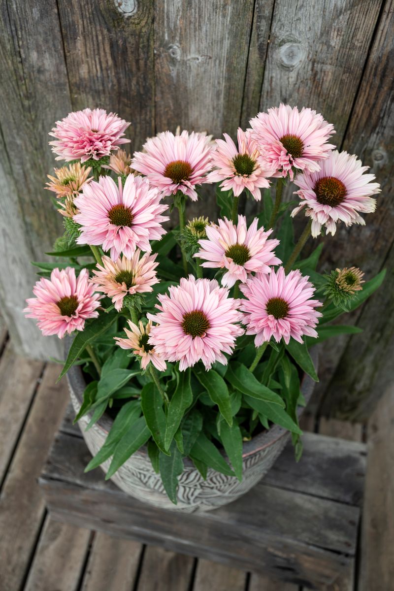 Plant Growers Australia Echinacea Salmon Sunseekers