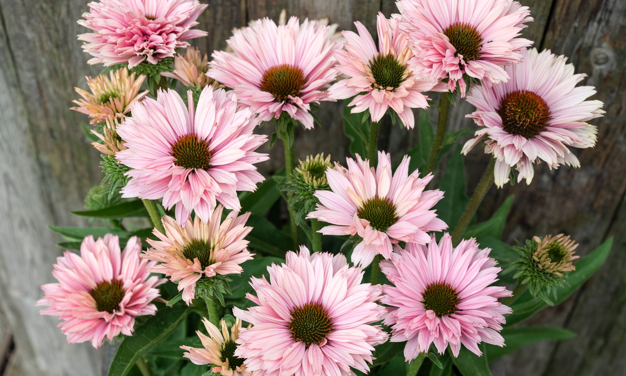 Plant Growers Australia Echinacea Salmon Sunseekers