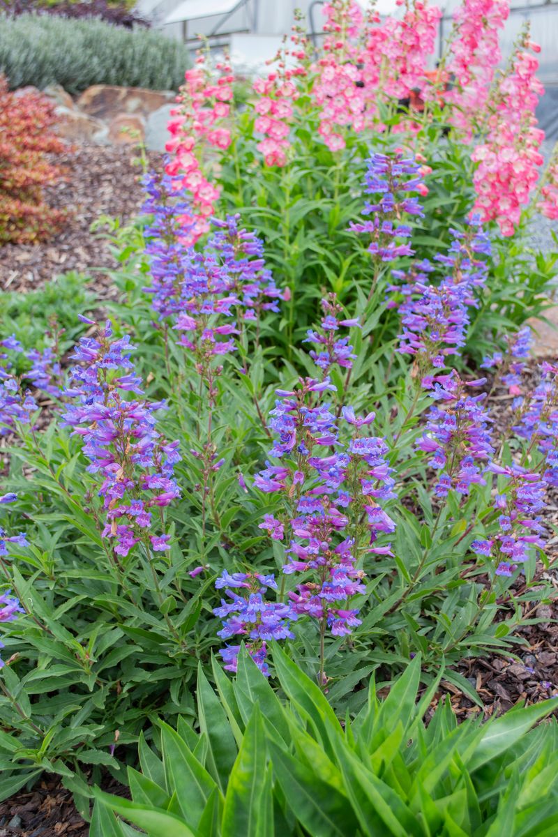 Plant Growers Australia - Penstemon Blue Perfect Pollinator