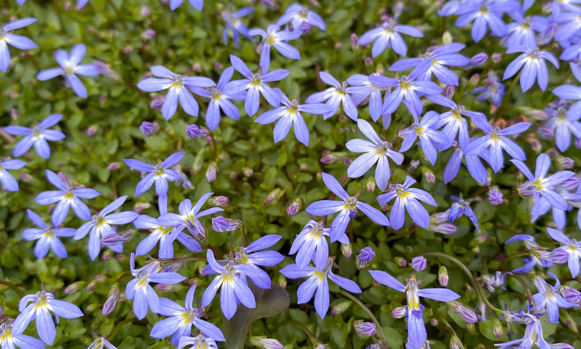 Plant Growers Australia - Isotoma Fairy Footsteps