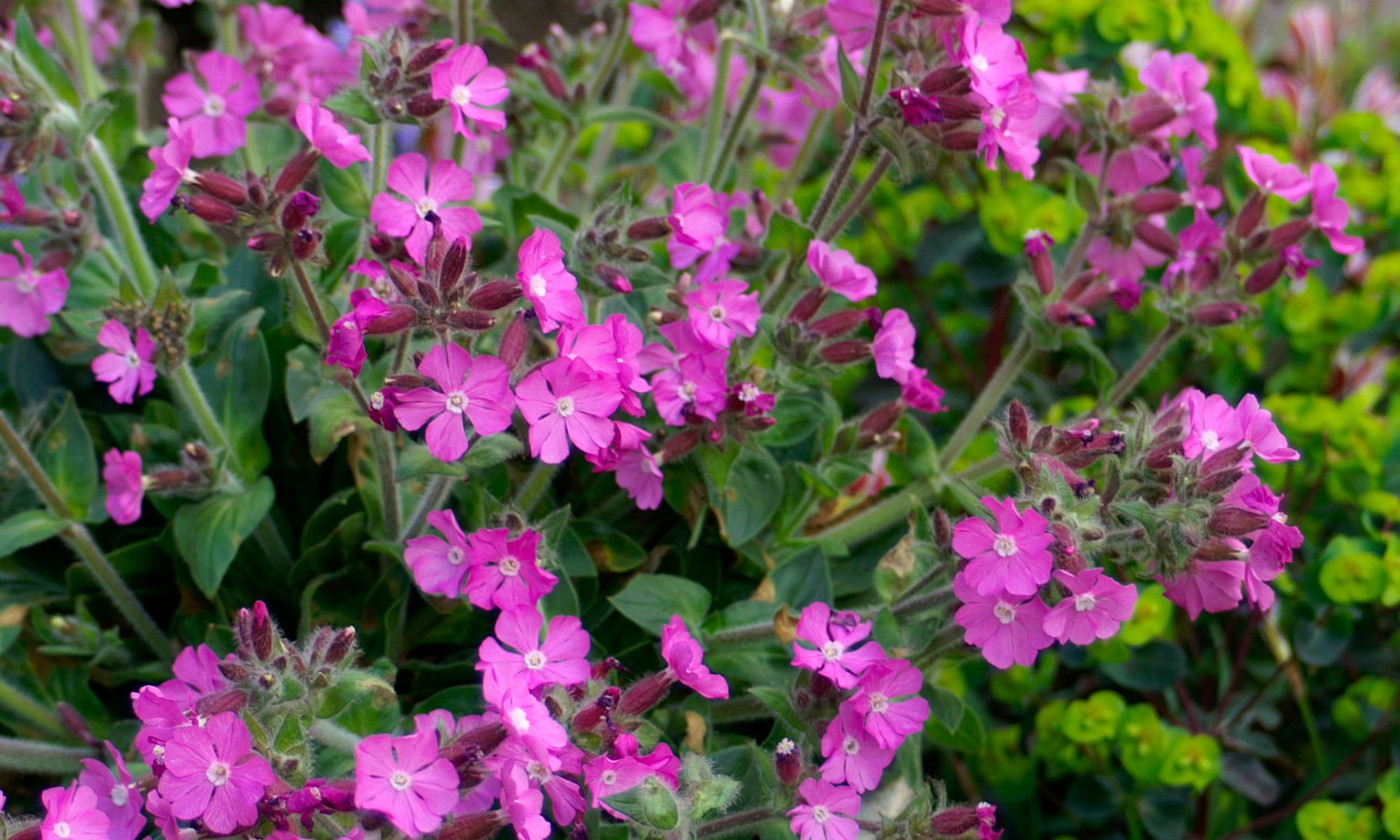 Plant Growers Australia - Silene Rollie's Favorite